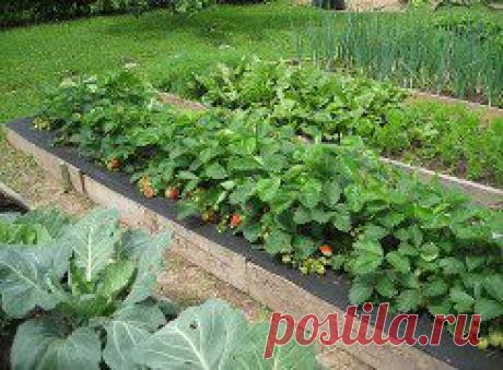 Одноклассники