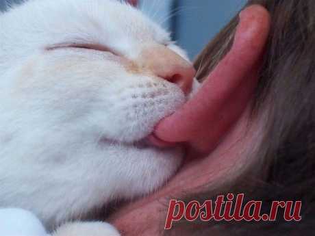 Это любовь.... | Сообщество Веселых Троллей