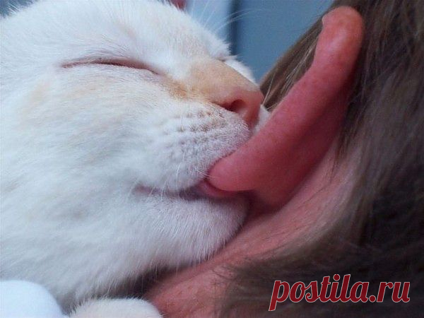 Это любовь.... | Сообщество Веселых Троллей