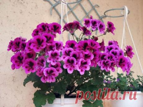 В чем секрет цветения красавицы герани | Все о цветоводстве | Яндекс Дзен