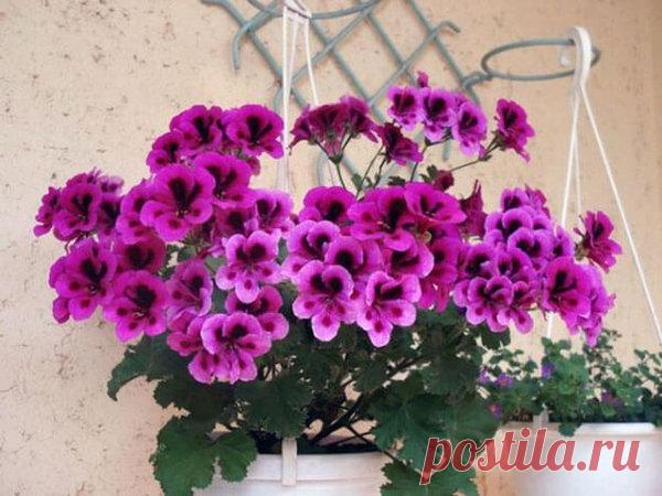 В чем секрет цветения красавицы герани | Все о цветоводстве | Яндекс Дзен