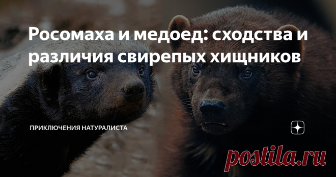 Росомаха и медоед: сходства и различия свирепых хищников Оба героя принадлежат к семейству куньих, оба отличаются изворотливостью, гибким умом и вредным характером. Если бы семейство подразделялось на породы, то эту парочку можно было смело отнести к гладиаторам. Но проживание на разных континентах не прошло даром. Всё-таки, привычки можно смело поставить в зависимость от менталитета, среды обитания и климатических условий.
