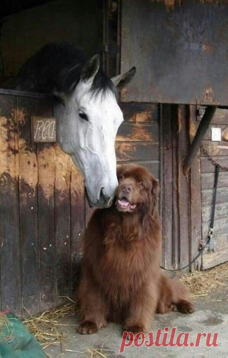 Ньюфаундленд – одна из самых крупных собак, при этом заслужившая звание самой семейной.