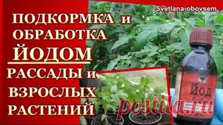 ЙОД- УДОБРЯЕМ РАССАДУ и ВЗРОСЛЫЕ РАСТЕНИЯ ТОМАТОВ ,ОГУРЦОВ ,КЛУБНИКУ ..ОБРАБОТКА от БОЛЕЗНЕЙ