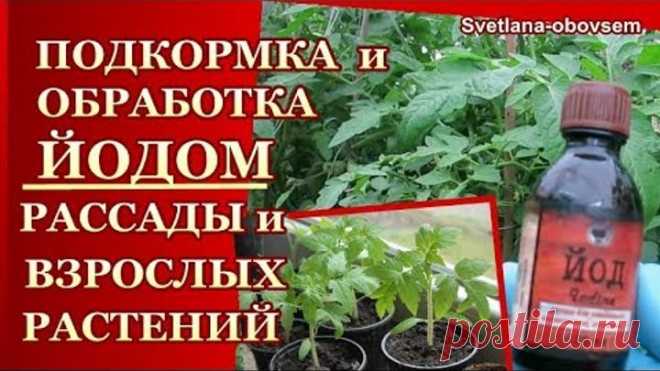 ЙОД- УДОБРЯЕМ РАССАДУ и ВЗРОСЛЫЕ РАСТЕНИЯ ТОМАТОВ ,ОГУРЦОВ ,КЛУБНИКУ ..ОБРАБОТКА от БОЛЕЗНЕЙ