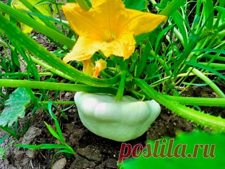 Патиссоны выращивание — Ⴚα∂ ℨα୮০τ০Ᏸҡα