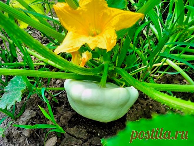 Патиссоны выращивание — Ⴚα∂ ℨα୮০τ০Ᏸҡα