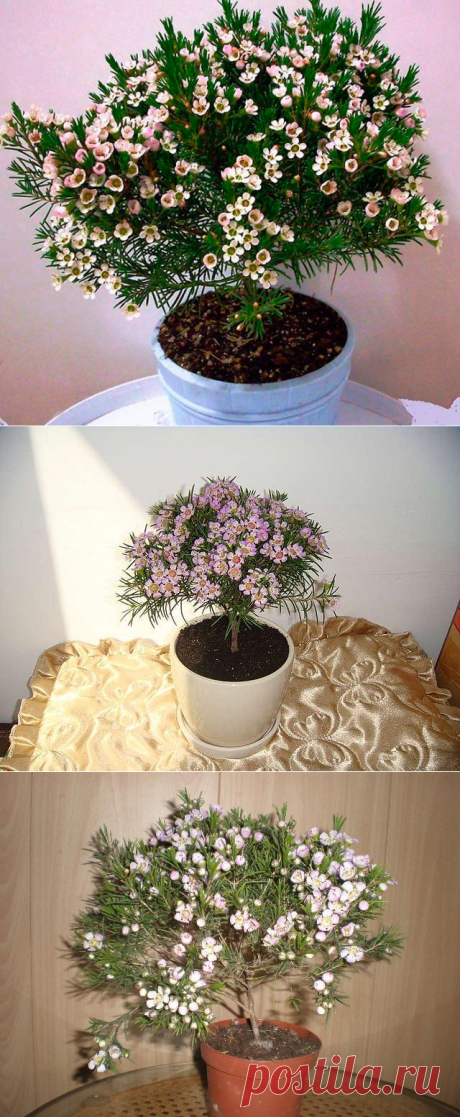 Хамелациум