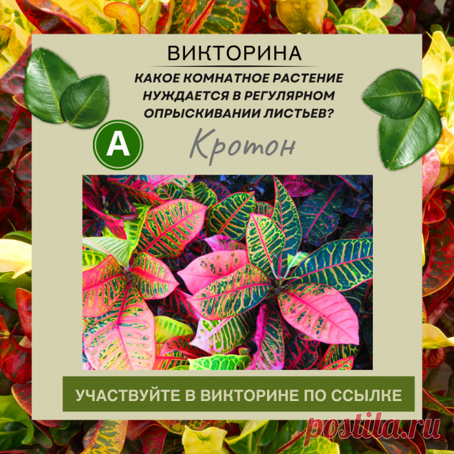 Какое комнатное растение нуждается в регулярном опрыскивании листьев? - Узнайте правильный ответ в нашей викторине по ссылке