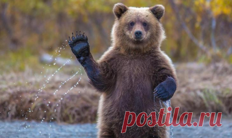 27 фото, после которых вы поверите, что медведи — самые милые существа