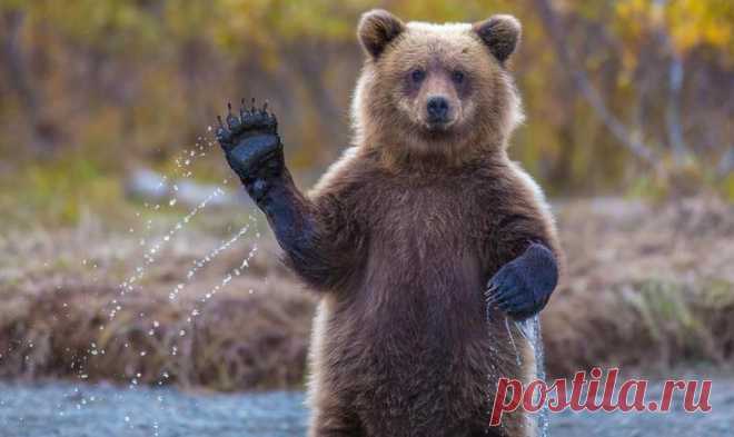 27 фото, после которых вы поверите, что медведи — самые милые существа