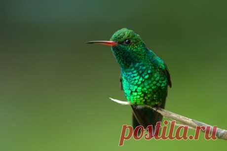 Gabelschwanzkolibri (Chlorostilbon canivetii) - Naturbild-Galerie: Kolibris - Fokusnatur Naturfotografie