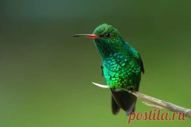 Gabelschwanzkolibri (Chlorostilbon canivetii) - Naturbild-Galerie: Kolibris - Fokusnatur Naturfotografie