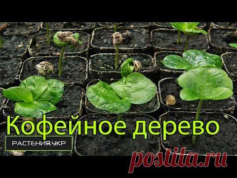 Кофе в горшочке