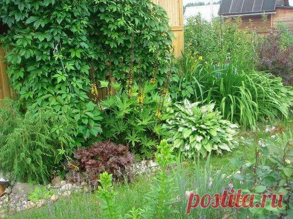 Фото 90 - Хоста и лилейники на фоне девичьего винограда