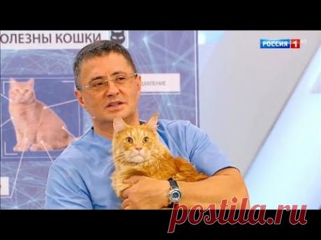 О самом главном: Кошки и здоровье, сухость кожи, опасное мясо