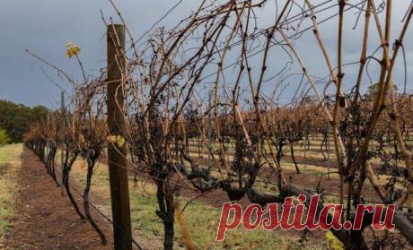 Чем укрыть виноград на зиму – плюсы и минусы всех способов укрытия Потеплевший климат во многих регионах приводит к тому, что садоводы просто не знают, при какой температуре надо укрывать виноград на зиму, и что делать, если нужная погода все не наступает. Мы найдем ...