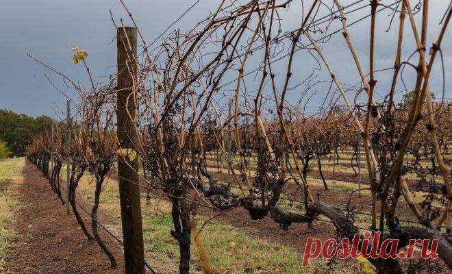 Чем укрыть виноград на зиму – плюсы и минусы всех способов укрытия Потеплевший климат во многих регионах приводит к тому, что садоводы просто не знают, при какой температуре надо укрывать виноград на зиму, и что делать, если нужная погода все не наступает. Мы найдем ...