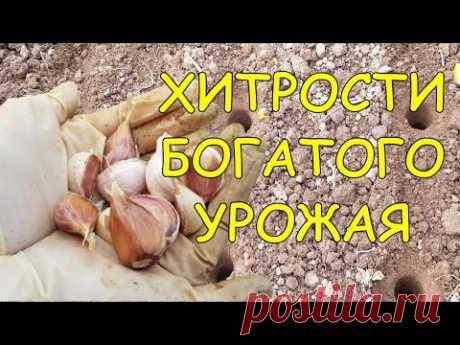 СЕКРЕТ посадки чеснока осенью. Чтобы получить КРУПНЫЙ УРОЖАЙ использую стеклянную бутылку