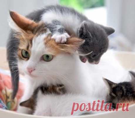 Родительские хлопоты | KotoMail.ru