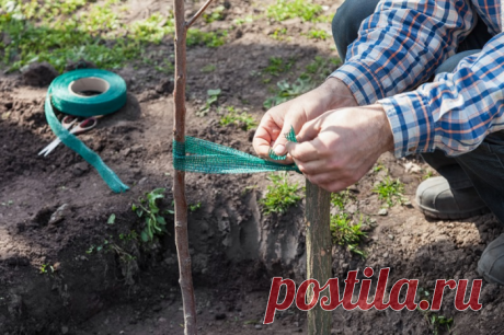 Осенняя посадка деревьев и кустарников имеет свою специфику: вот как не загубить посаженные растения