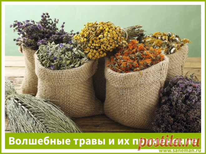 Волшебные травы и их применение Как наши предки относились к травам и дарам природы. Пять самых известных и доступных волшебных растений. Совет начинающим травникам.