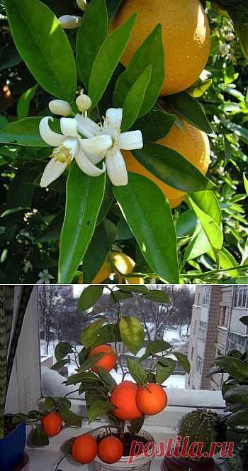 Как вырастить мандарины дома » Mr.How - мы знаем, как!