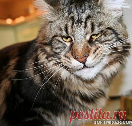 Для кошки мы просто обезьяны…