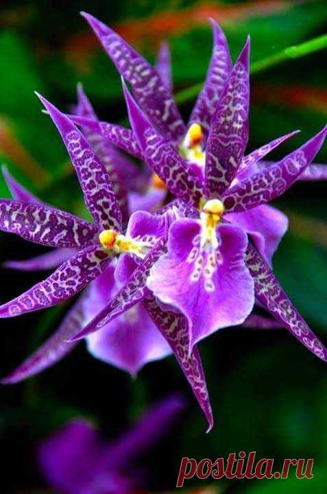 (18) Pinterest