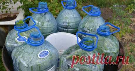 Сажаем огурцы в бутылки! — Чудеса в решете
