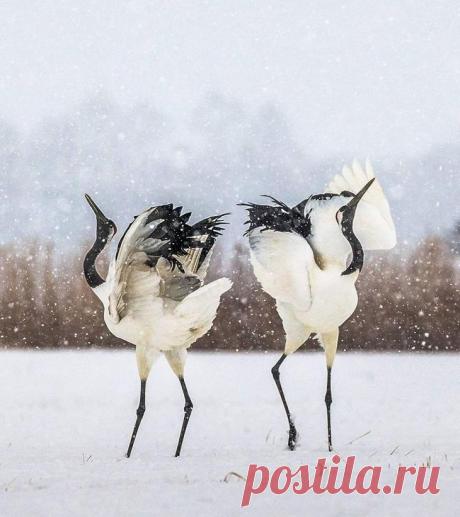 Животные в дикой природе