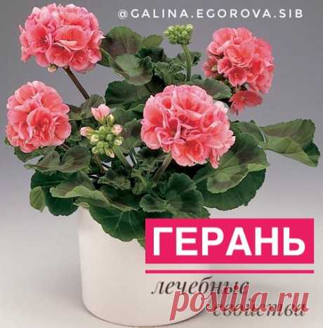 В каждой второй квартире на подоконнике скромно растет неприхотливая герань. И мало кто знает, что это не просто декоративное растение, а еще и самый настоящий домашний лекарь, который всегда рядом с нами на расстоянии вытянутой руки. 

Еще в 17 столетии в европейских странах герань была просто панацеей для горожан - они верили, что цветок способен впитывать в себя все ядовитые и опасные для здоровья человека вещества. И правда, герань борется с микробами, с болями, с отеками, ....