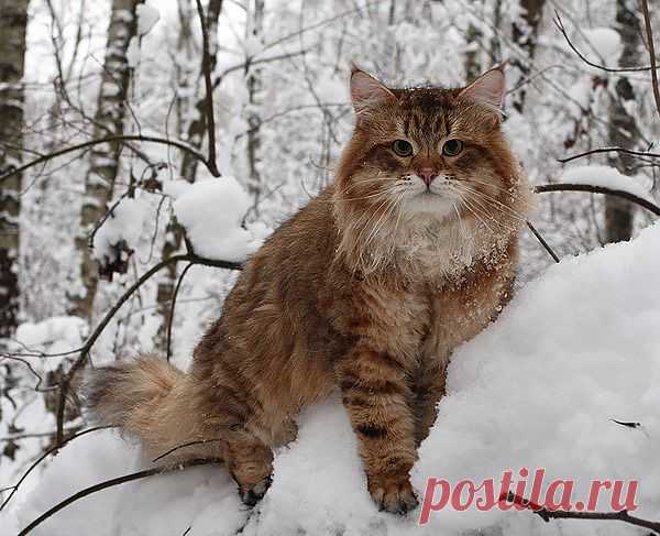 Фотография мой любимка