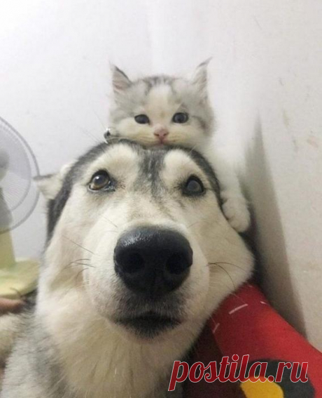 ЕЩЁ КОТЭ | KotoMail.ru