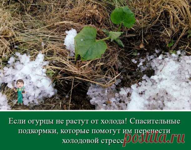 Большинство огородников высадили огурцы в первых числах мая. Однако холодные для огурцов температуры, а это 10-15 градусов, плюс непрогретая земля не дают им нормально развиваться даже в теплице.
Причина в том, что при таких условиях огурцы не могут усваивать из почвы необходимые элементы для своей жизнедеятельности. Фосфор также при низких температурах становится неусвояем.
Вот и пребывают наши огурцы почти в таком же состоянии, как мы их посадили месяц тому назад. Кромка...
