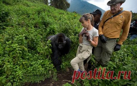Горные гориллы из Руанды
