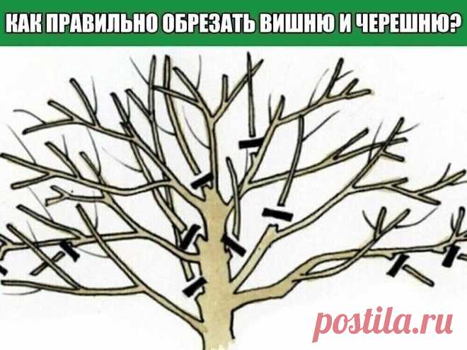 Как правильно обрезать вишню и черешню?