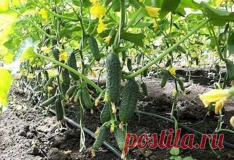 Огурцы умеют говорить. Особенно о том, чего они хотят. Вот, в кратце:

Чтобы всегда собирать ровные и красивые зеленцы, неплохо бы научиться понимать простой и доходчивый язык огуречных растений. Я изучил знаки, которые они подают, когда им чего-нибудь не хватает. Вот мои выводы.

Если огурцы растут сочными и ровными, значит, им комфортно, все их устраивает.

Кривой и кособокий плод «упрекает» в том, что вы пропустили срок полива. Если не можете поить лианы регулярно, поло...