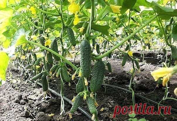 Огурцы умеют говорить. Особенно о том, чего они хотят. Вот, в кратце:

Чтобы всегда собирать ровные и красивые зеленцы, неплохо бы научиться понимать простой и доходчивый язык огуречных растений. Я изучил знаки, которые они подают, когда им чего-нибудь не хватает. Вот мои выводы.

Если огурцы растут сочными и ровными, значит, им комфортно, все их устраивает.

Кривой и кособокий плод «упрекает» в том, что вы пропустили срок полива. Если не можете поить лианы регулярно, поло...