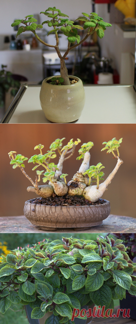 Плектрантус – уход в домашних условиях. Выращивание плектрантуса, пересадка и размножение. Описание, виды. Фото – Flowertimes.ru