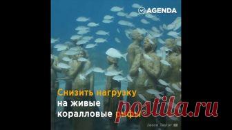 Как спасают коралловые рифы