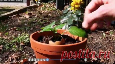8 Потрясающих лайфхаков с рассадой. Вырастет все - нужны только зубочистки!