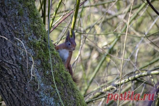 Red Squirrel Eekhoorn, rode eekhoorn of gewone eekhoorn (Sciurus vulgaris) Conservation status: Least concern Tongelreep, Dommelplantsoen, Eindhoven, The Netherlands