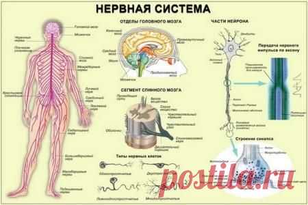 Что любит и не любит нервная система