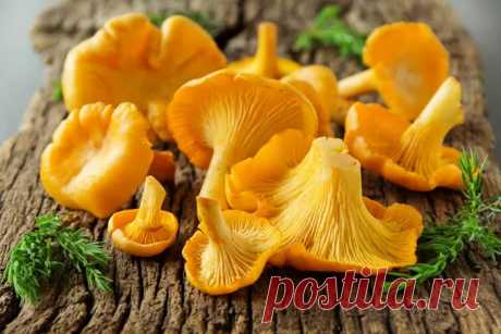 Маринованные лисички - Заготовки на зиму лучшие рецепты