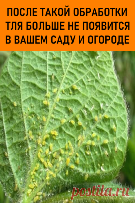 После такой обработки тля больше не появится в вашем саду и на огороде. Большая проблема состоит в том, что тлю довольно тяжело заметить на зеленых листьях. Понять, что на растение напала тля можно по листьям: они становятся свернутыми и безжизненными. #дача #огород #сад #тля #борьбастлей