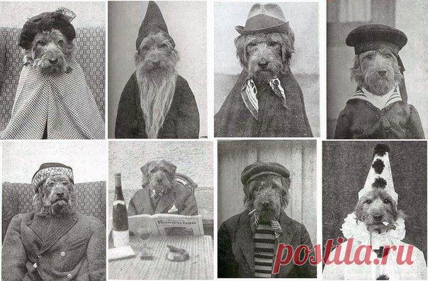 Стиляга терьер, 1925 г. / Путь моды