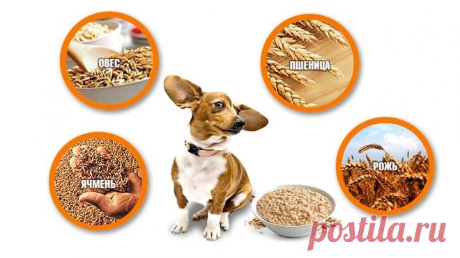 Какие крупы можно давать собакам: разновидность гастрономии для питомцев