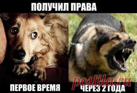 Смех до слез