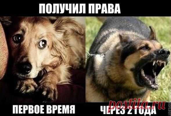 Смех до слез